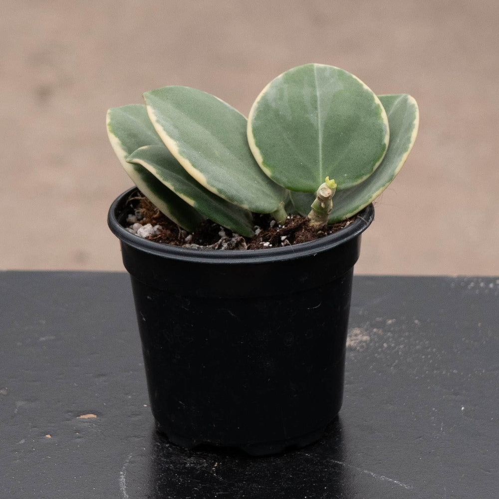 Gabriella Plants Hoya Hoya pachyclada variegated