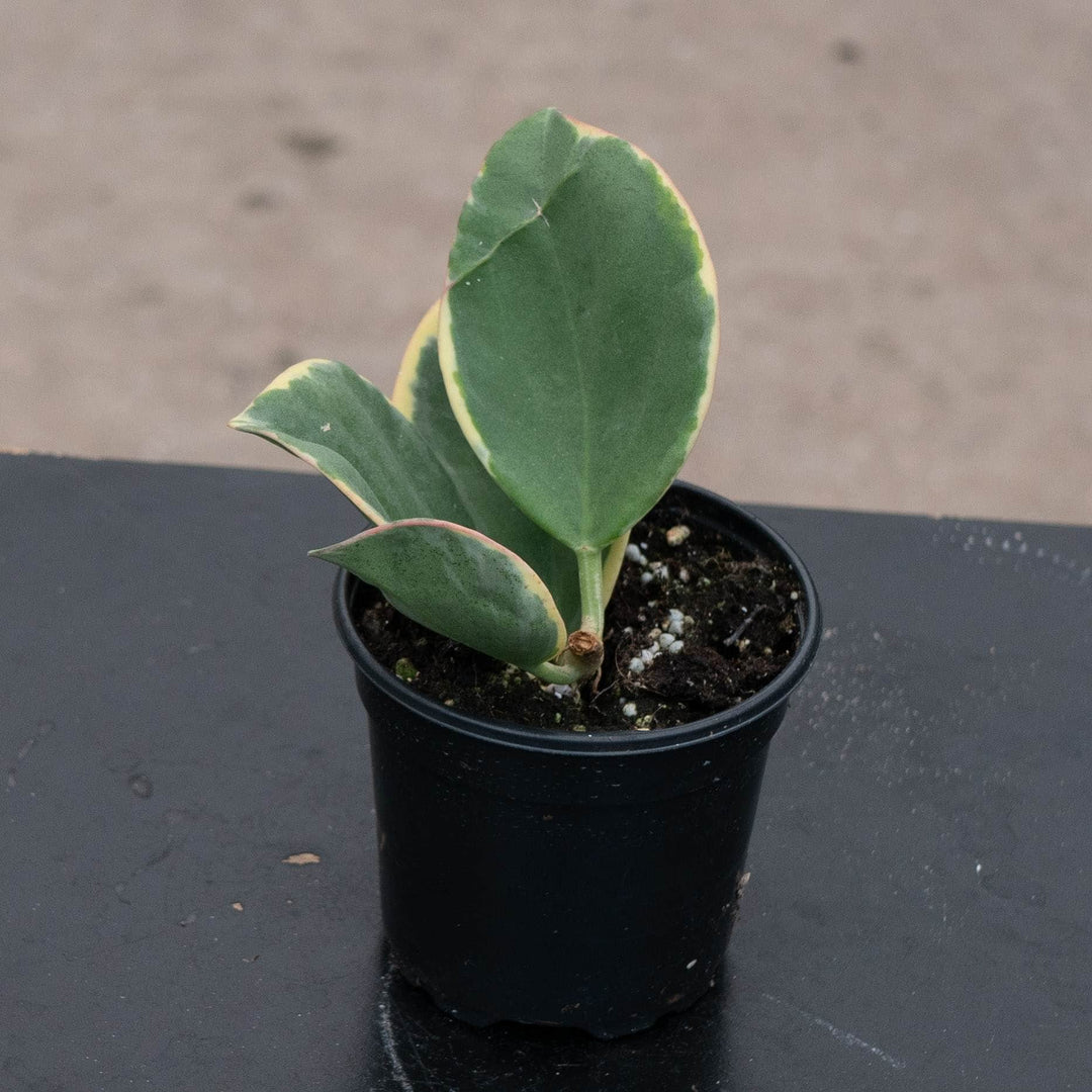 Gabriella Plants Hoya 4" Hoya pachyclada variegated