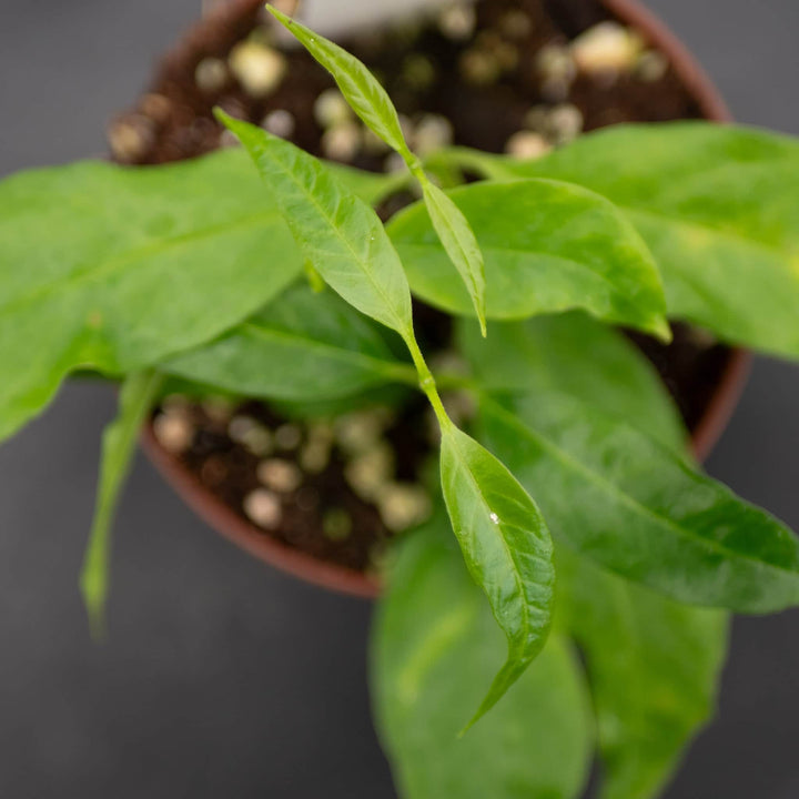 Gabriella Plants Hoya 3" Hoya papaschonii