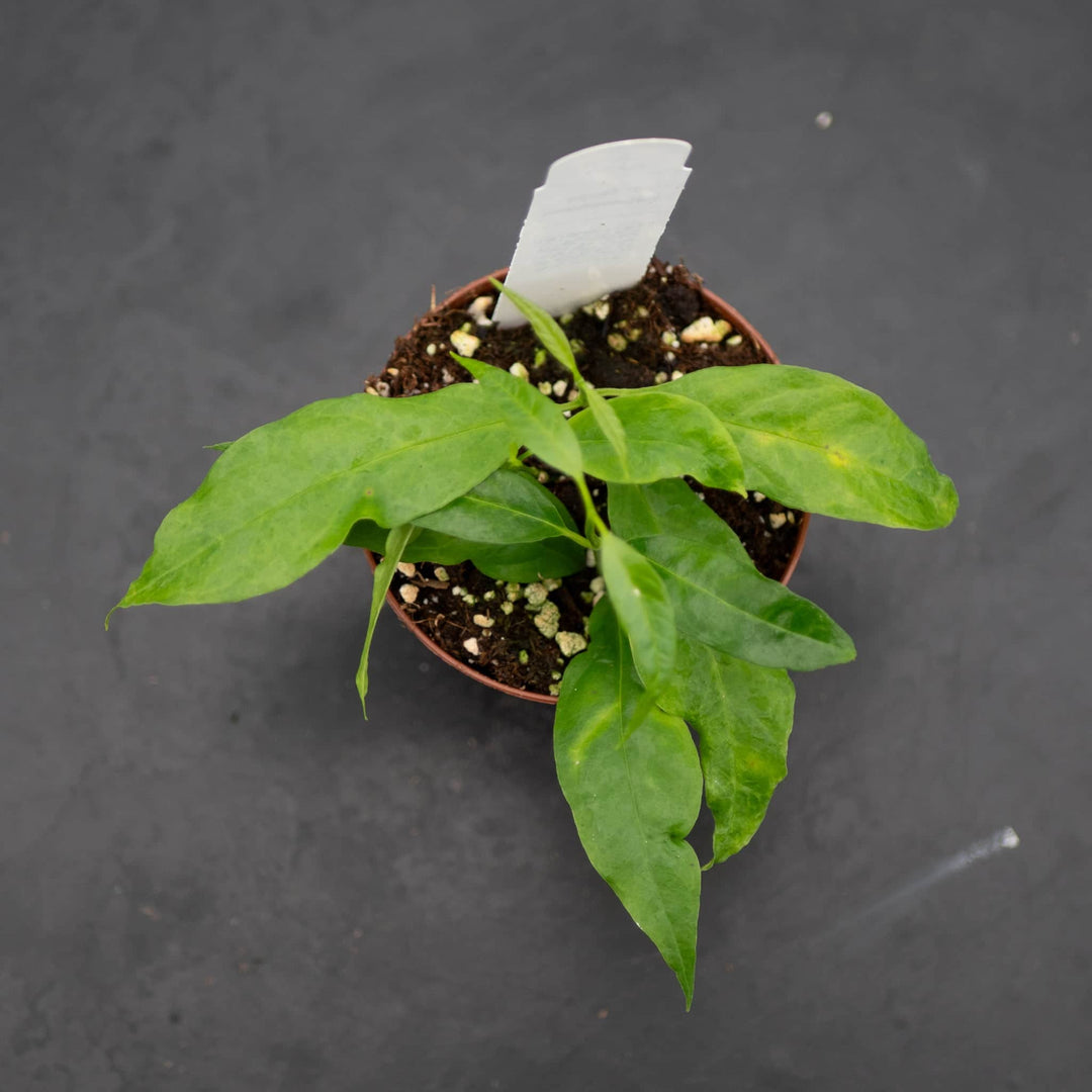 Gabriella Plants Hoya 3" Hoya papaschonii