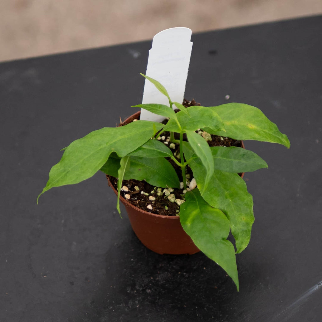 Gabriella Plants Hoya 3" Hoya papaschonii