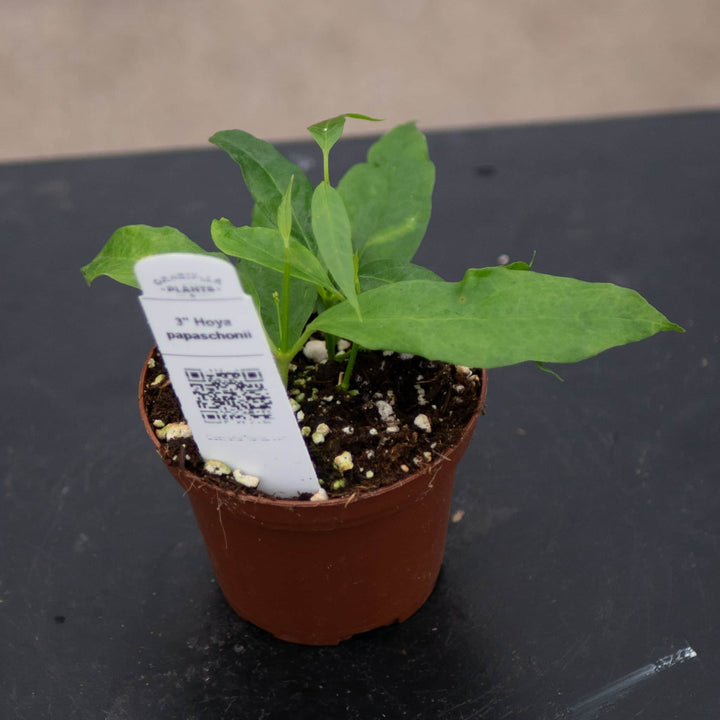 Gabriella Plants Hoya 3" Hoya papaschonii