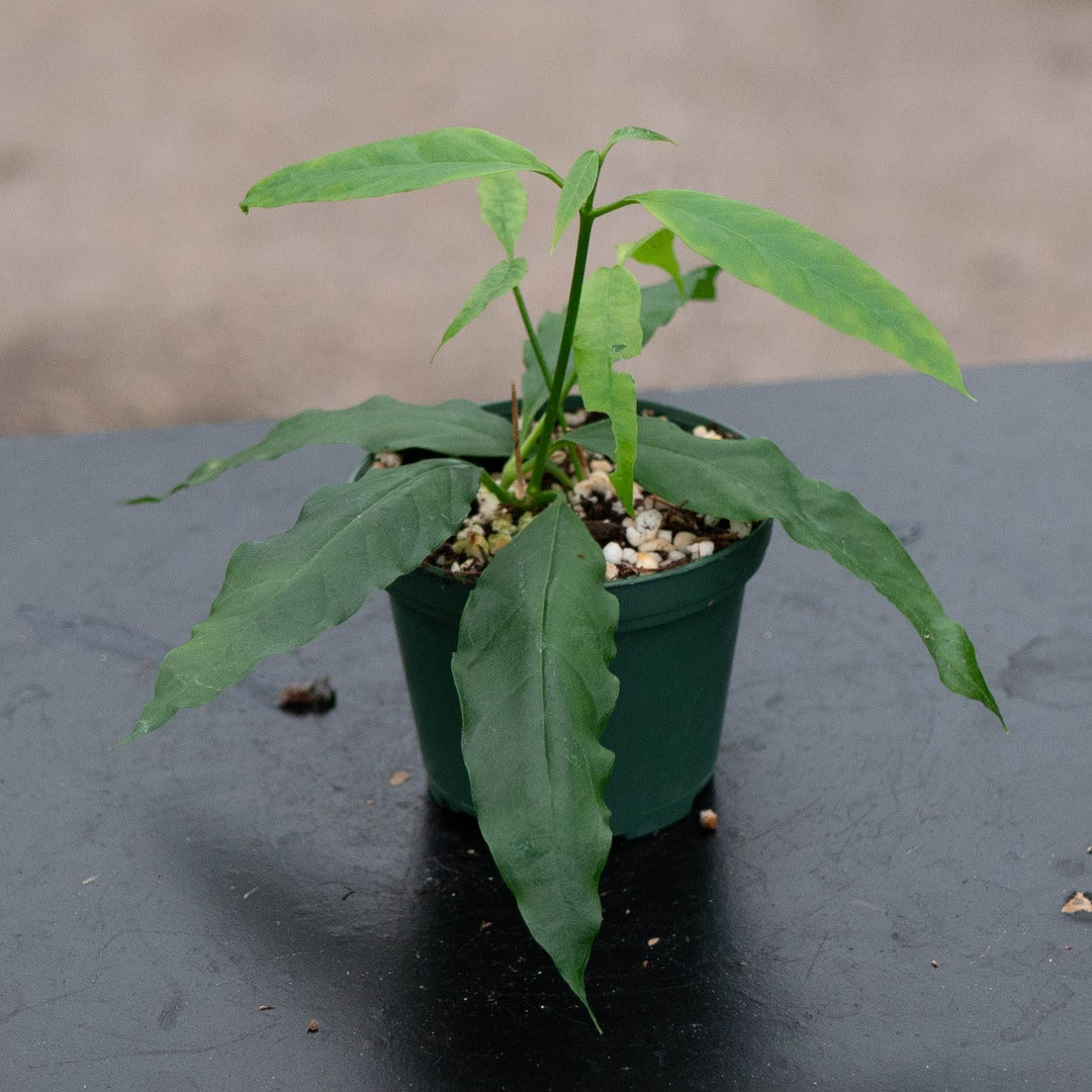 Gabriella Plants Hoya 3" Hoya papaschonii