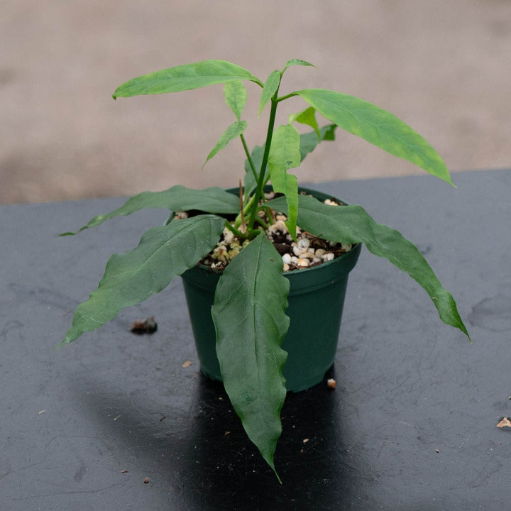 Gabriella Plants Hoya 3" Hoya papaschonii
