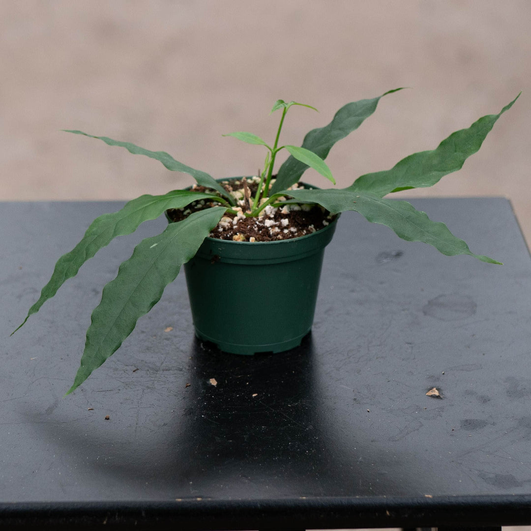 Gabriella Plants Hoya 3" Hoya papaschonii