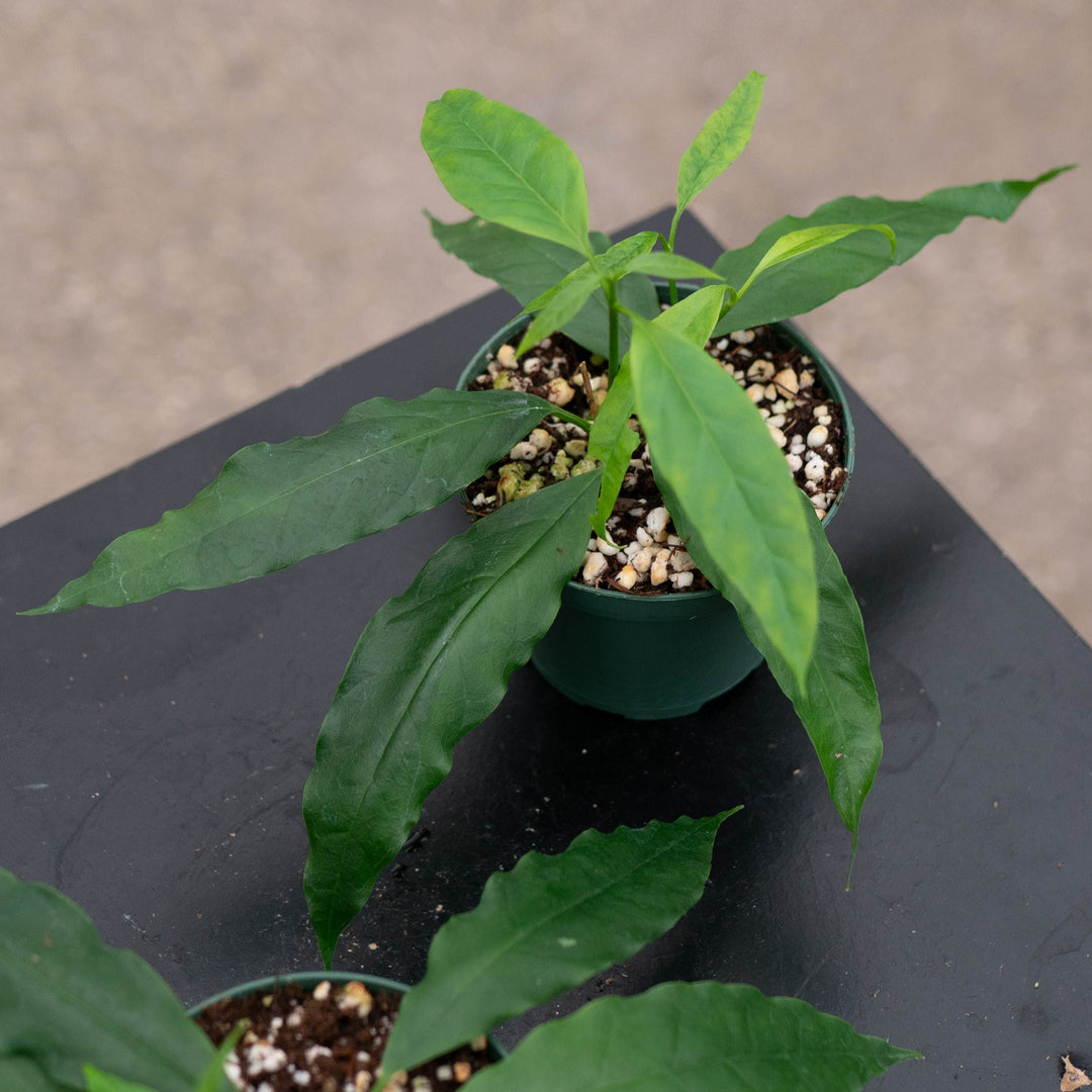 Gabriella Plants Hoya 3" Hoya papaschonii