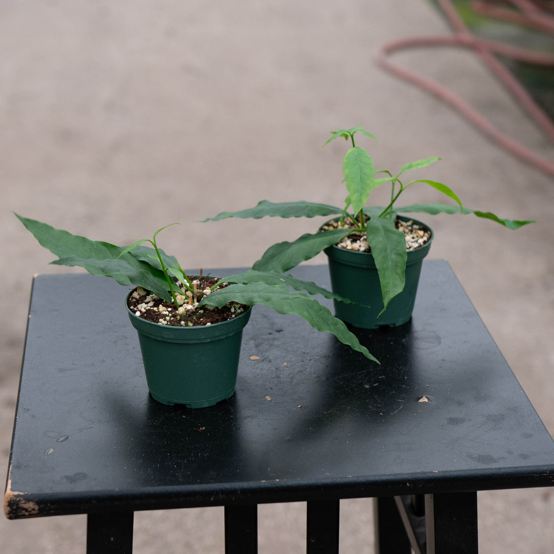 Gabriella Plants Hoya 3" Hoya papaschonii