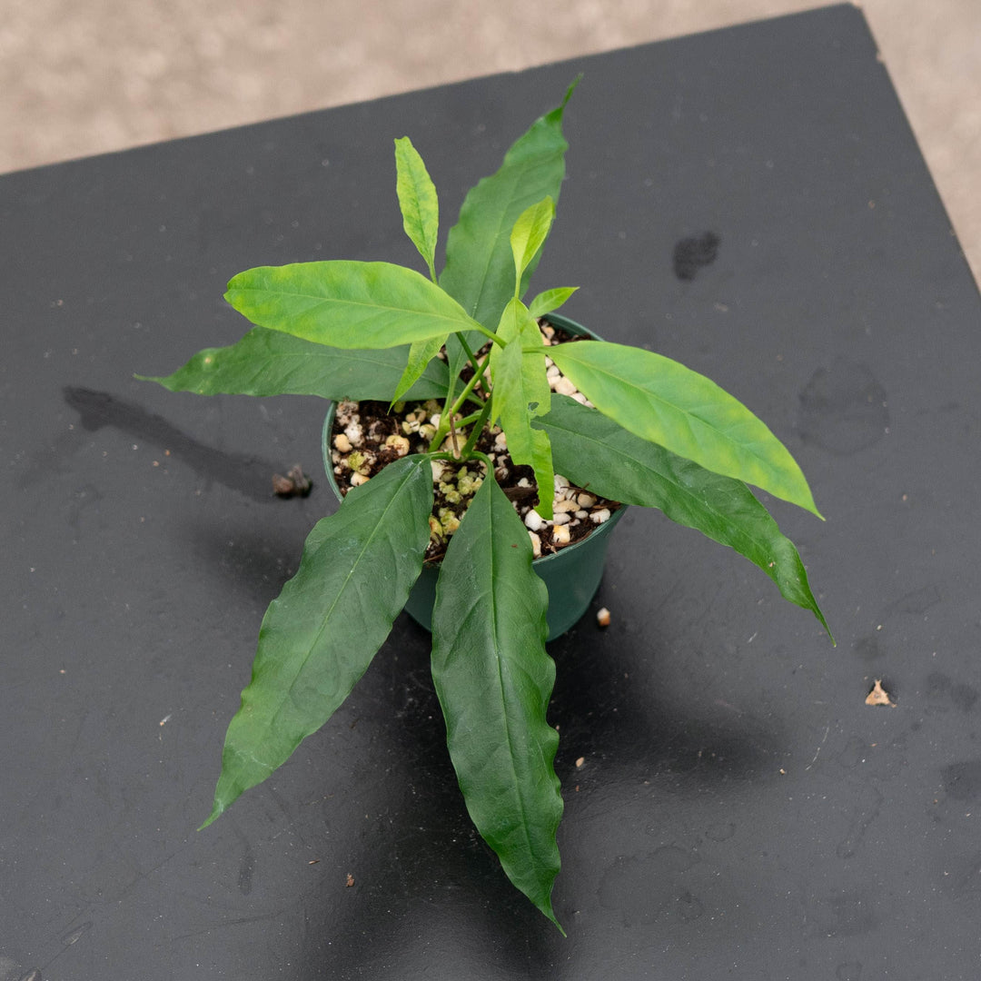 Gabriella Plants Hoya 3" Hoya papaschonii