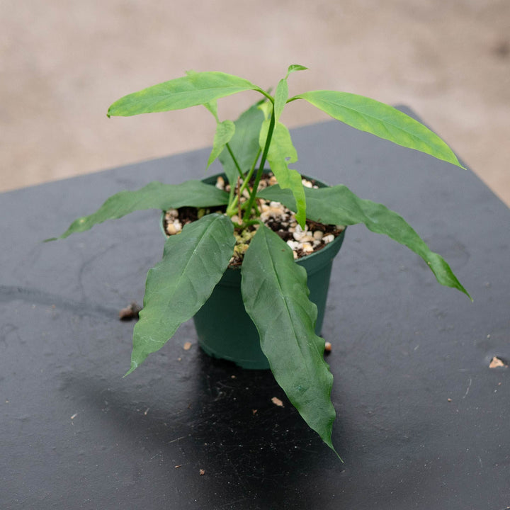 Gabriella Plants Hoya 3" Hoya papaschonii