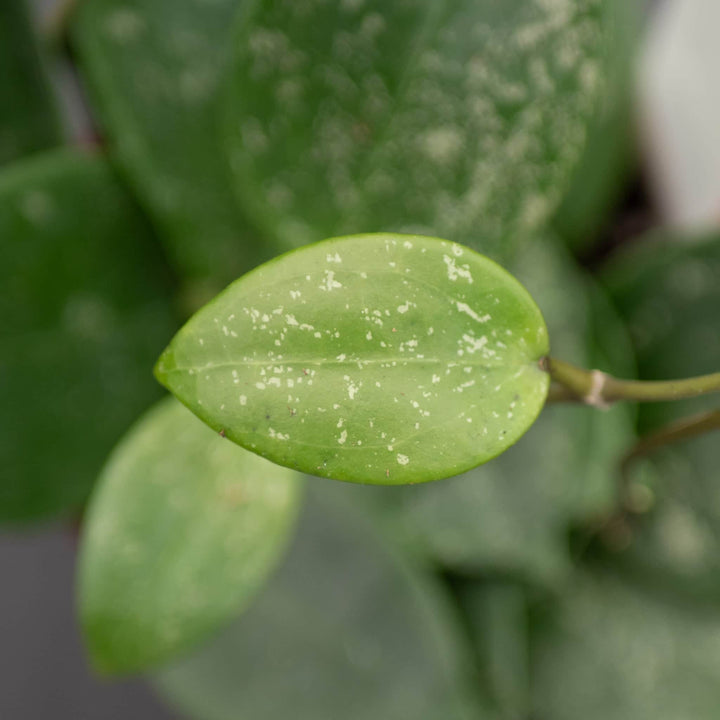 Gabriella Plants Hoya Hoya parasitica 'Heart Leaf'