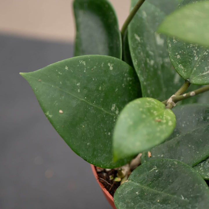 Gabriella Plants Hoya Hoya parasitica 'Heart Leaf'