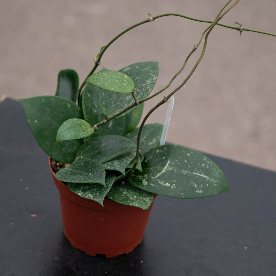 Gabriella Plants Hoya Hoya parasitica 'Heart Leaf'