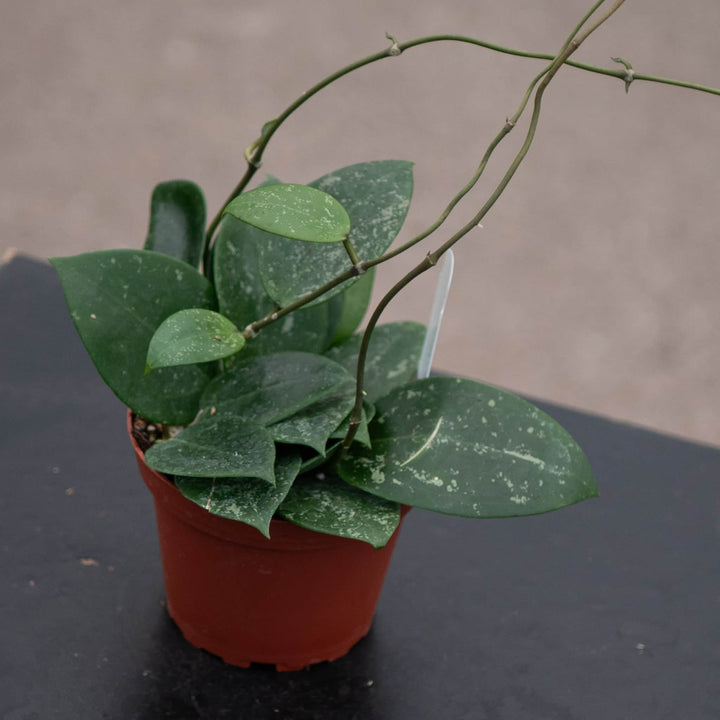 Gabriella Plants Hoya Hoya parasitica 'Heart Leaf'