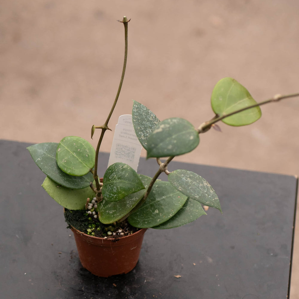 Gabriella Plants Hoya Hoya parasitica 'Heart Leaf'