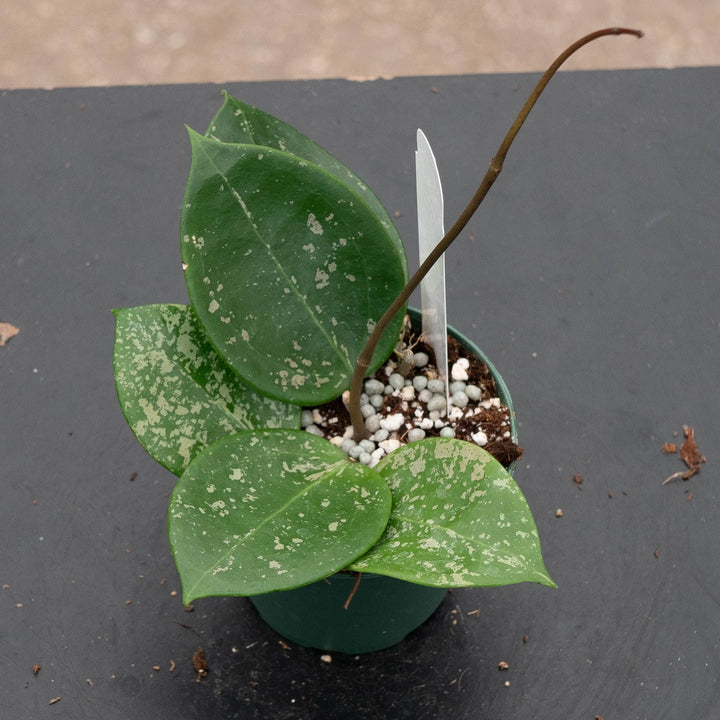 Gabriella Plants Hoya Hoya parasitica &