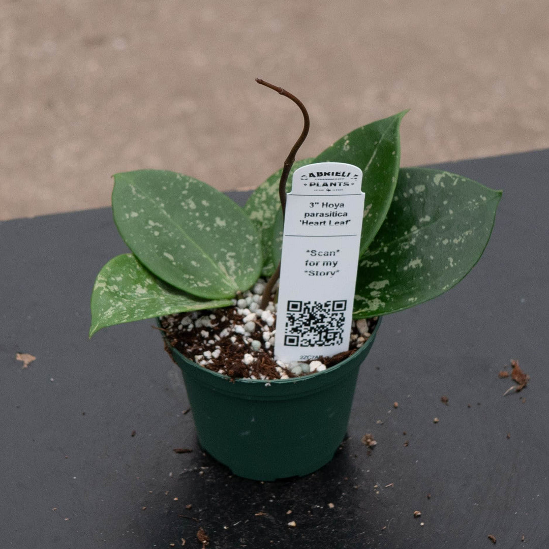 Gabriella Plants Hoya Hoya parasitica &
