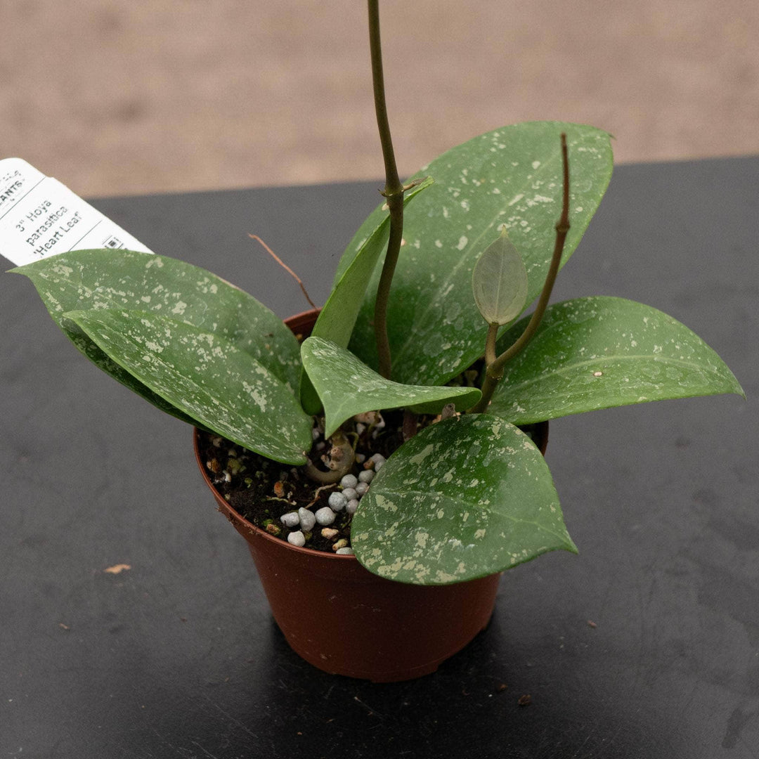 Gabriella Plants Hoya 3" Hoya parasitica 'Heart Leaf'