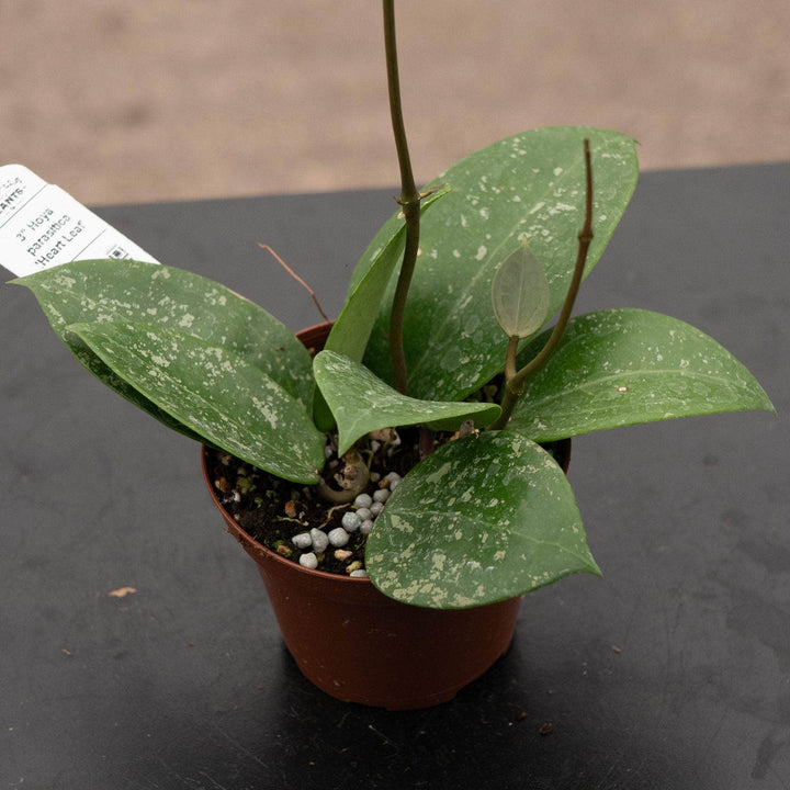 Gabriella Plants Hoya 3" Hoya parasitica 'Heart Leaf'