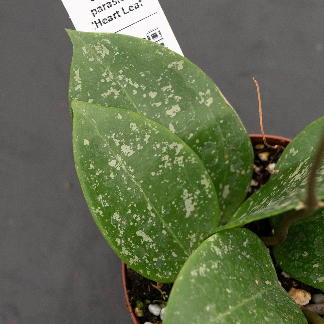 Gabriella Plants Hoya 3" Hoya parasitica 'Heart Leaf'