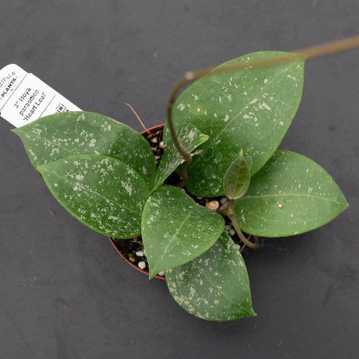 Gabriella Plants Hoya 3" Hoya parasitica 'Heart Leaf'