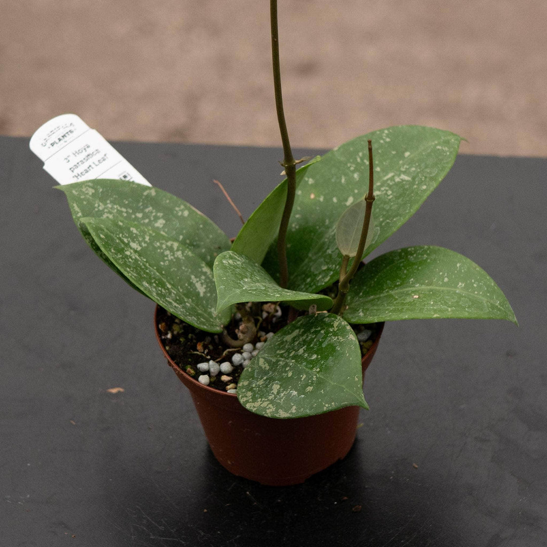 Gabriella Plants Hoya 3" Hoya parasitica 'Heart Leaf'