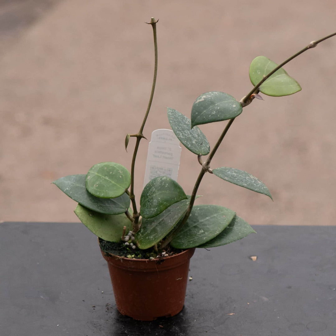 Gabriella Plants Hoya 3" Hoya parasitica 'Heart Leaf'
