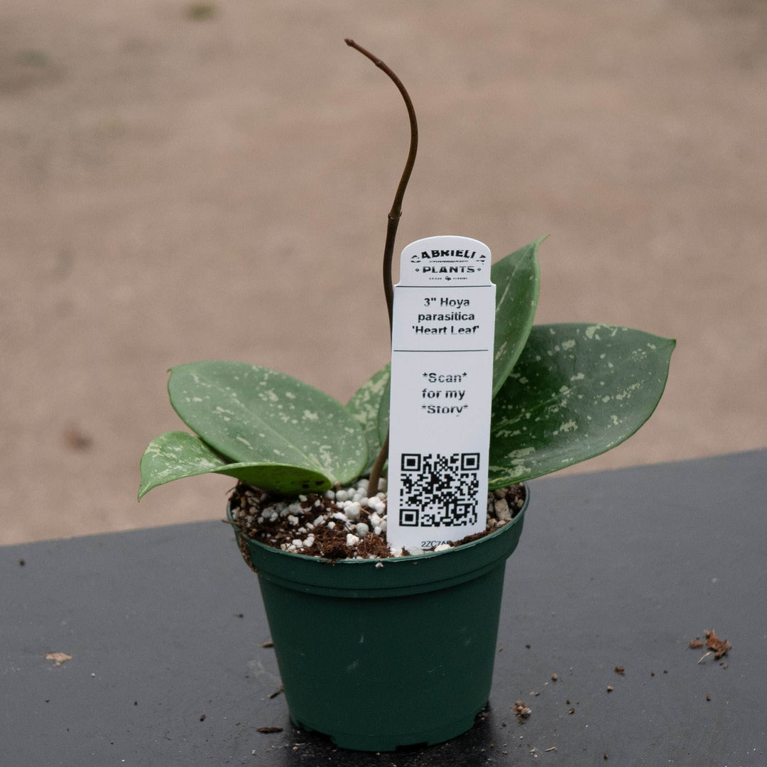 Gabriella Plants Hoya 3" Hoya parasitica 'Heart Leaf'