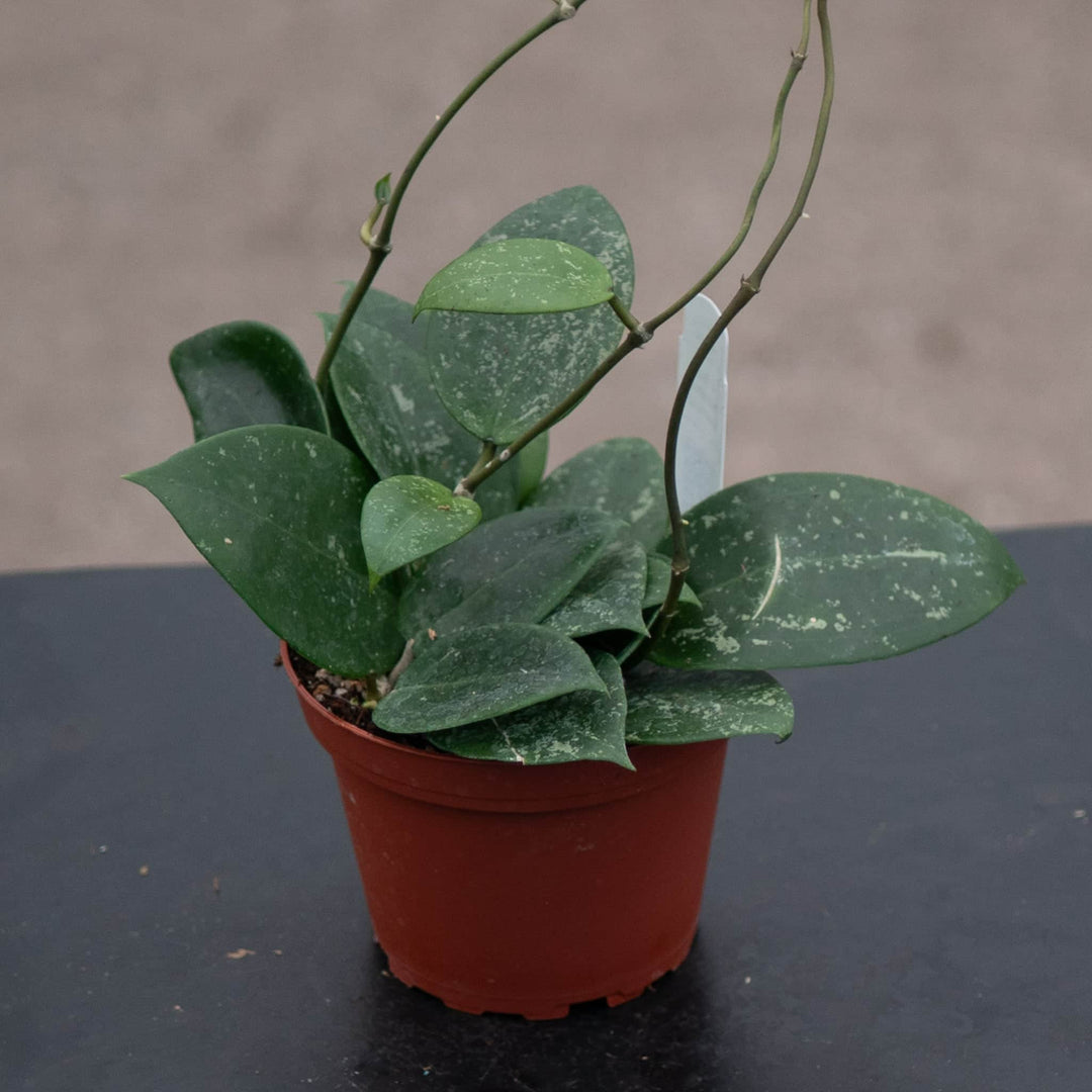 Gabriella Plants Hoya 4" Hoya parasitica 'Heart Leaf'