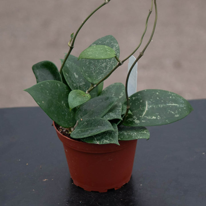 Gabriella Plants Hoya 4" Hoya parasitica 'Heart Leaf'