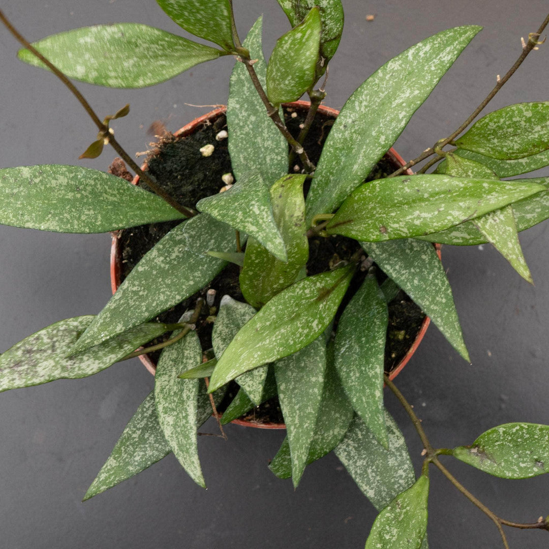 Gabriella Plants Hoya 4" Hoya parviflora 'Splash'