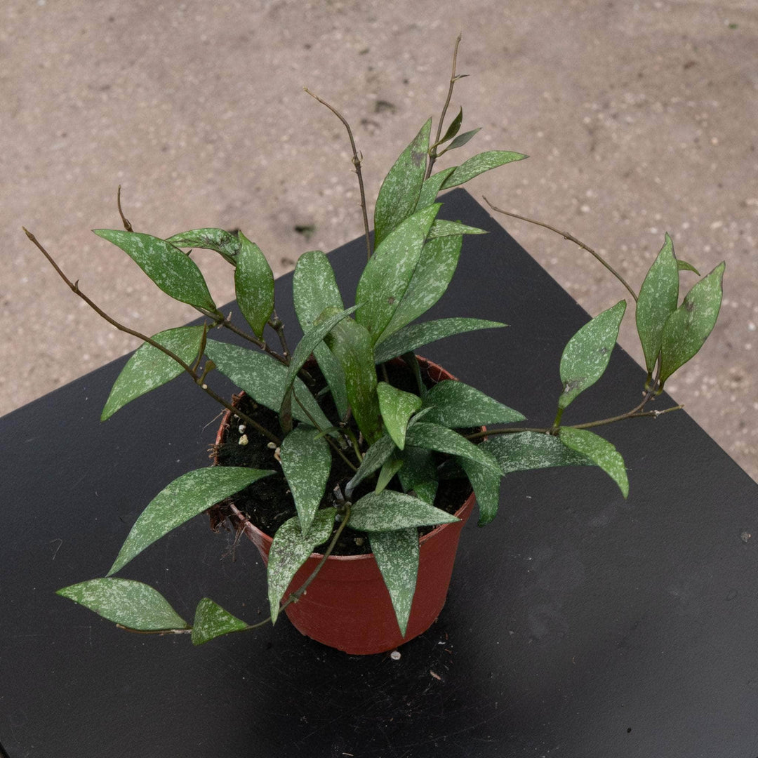 Gabriella Plants Hoya 4" Hoya parviflora 'Splash'