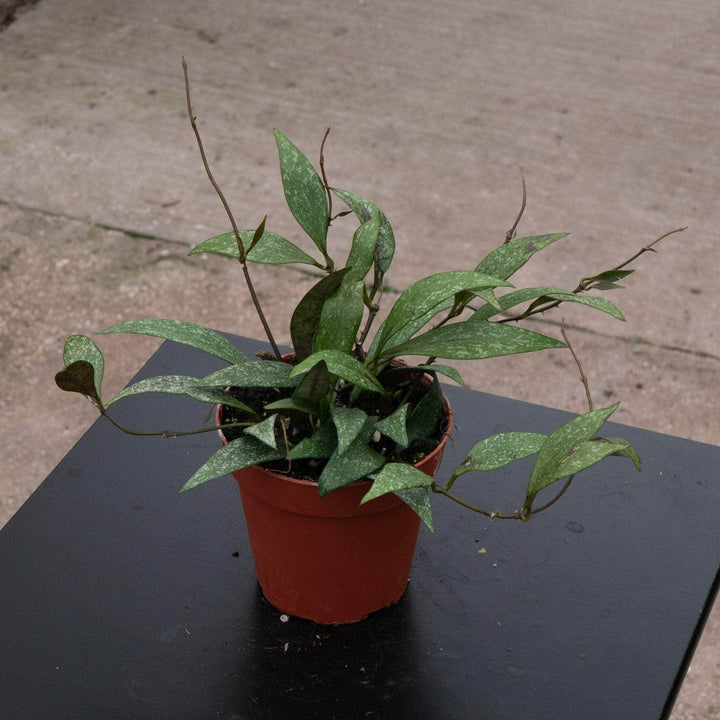 Gabriella Plants Hoya 4" Hoya parviflora 'Splash'