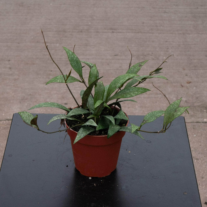 Gabriella Plants Hoya 4" Hoya parviflora 'Splash'