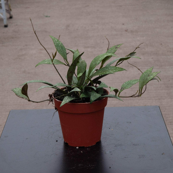 Gabriella Plants Hoya 4" Hoya parviflora 'Splash'