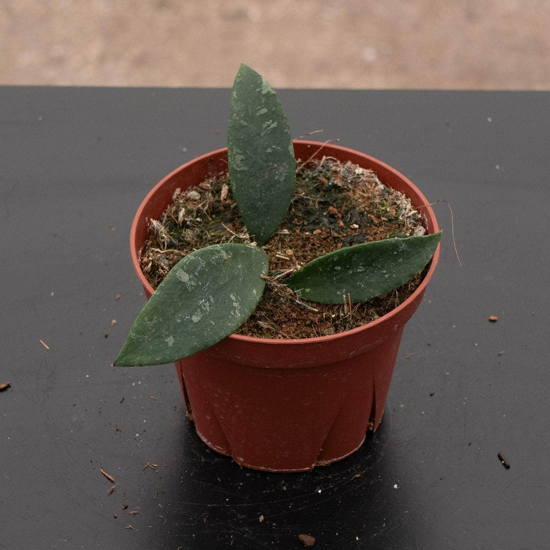 Gabriella Plants 4" Hoya phuwuaensis