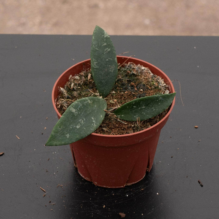 Gabriella Plants 4" Hoya phuwuaensis