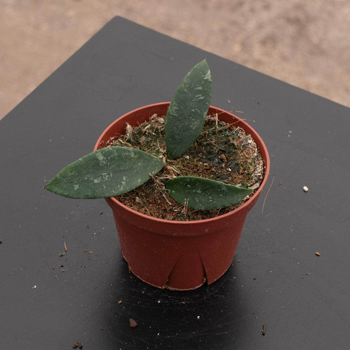 Gabriella Plants 4" Hoya phuwuaensis