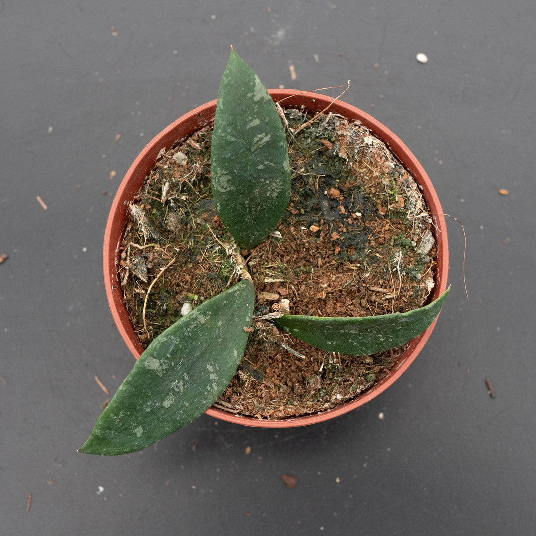 Gabriella Plants 4" Hoya phuwuaensis