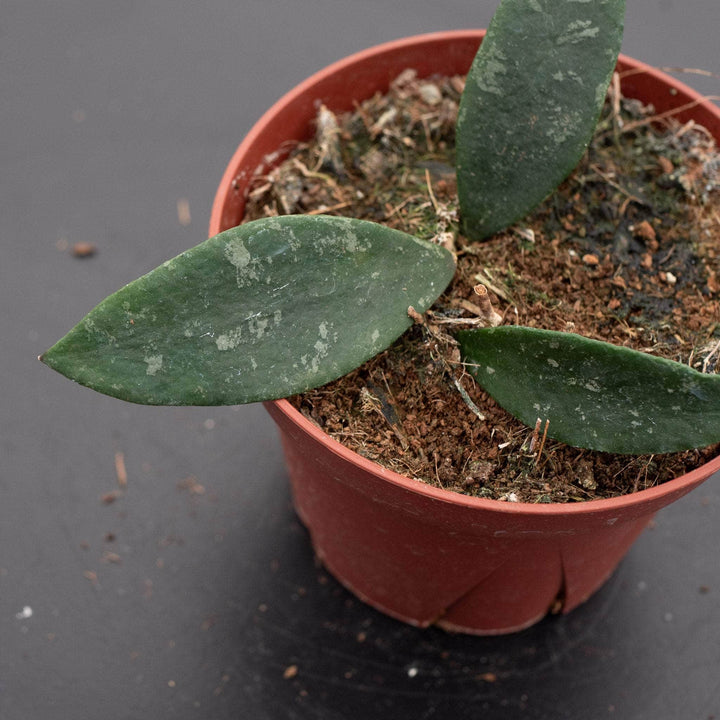 Gabriella Plants 4" Hoya phuwuaensis