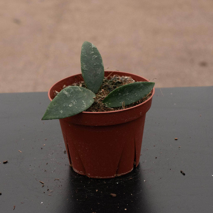 Gabriella Plants 4" Hoya phuwuaensis