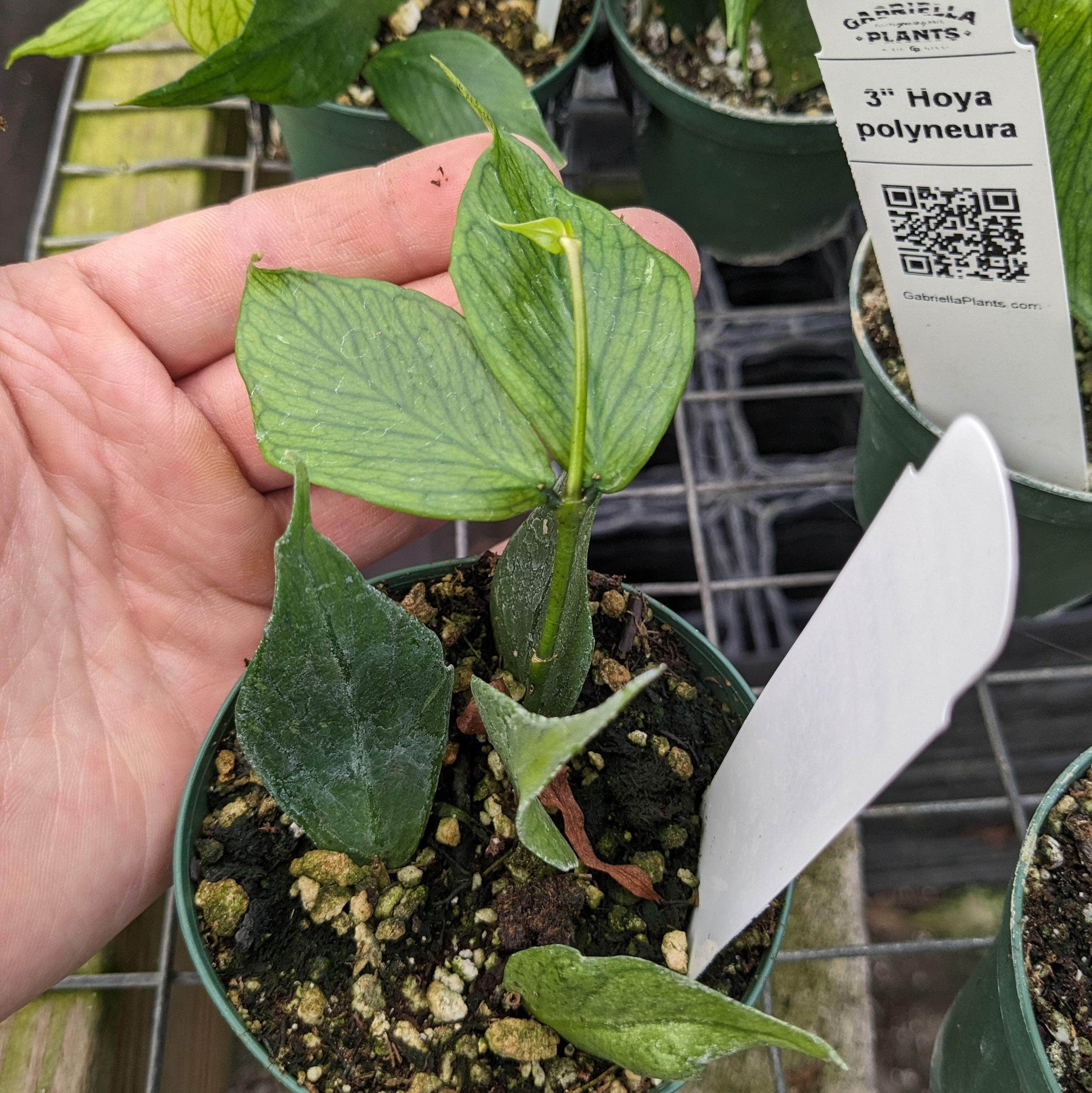 Hoya polyneura - Gabriella Plants