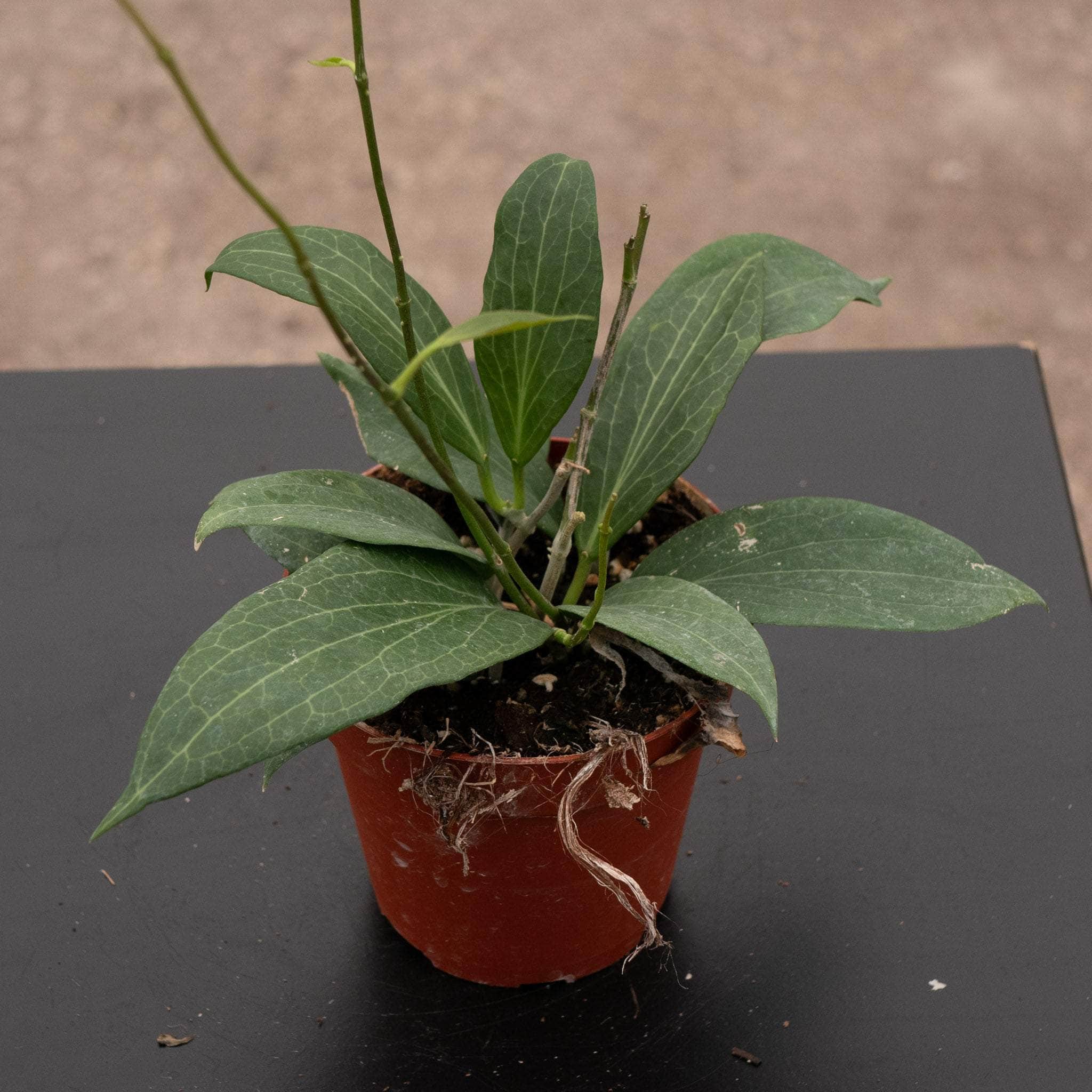 Hoya pottsii Hoya pottsii - Gabriella Plants