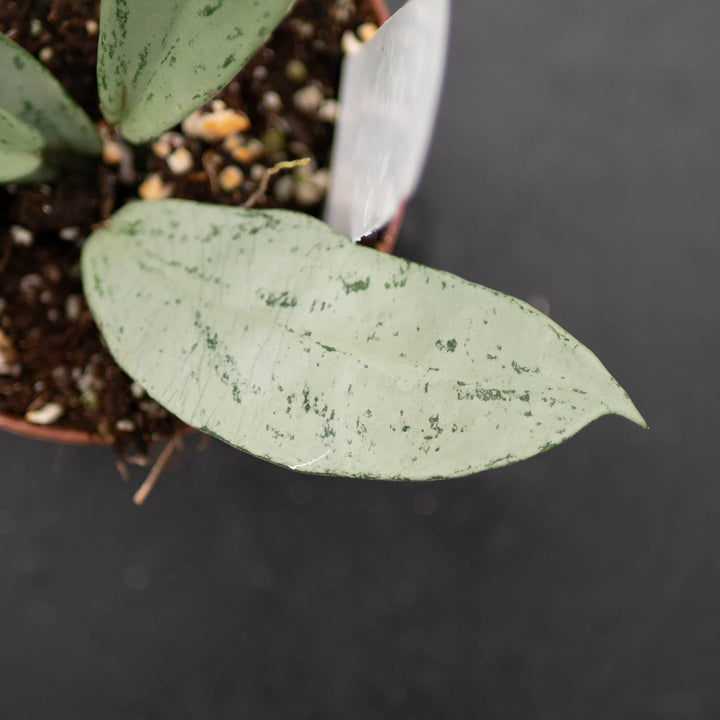 Gabriella Plants Hoya 3" Hoya pubicalyx 'Pink Silver Ghost'