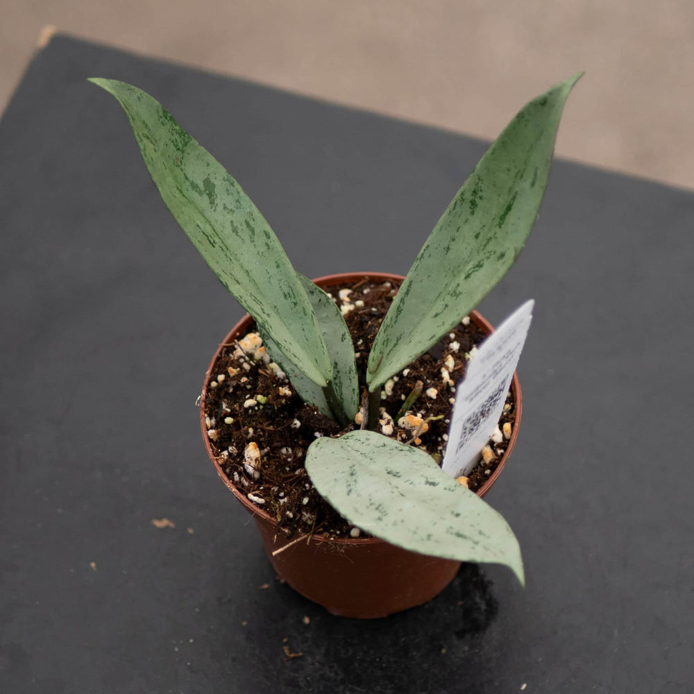 Gabriella Plants Hoya 3" Hoya pubicalyx 'Pink Silver Ghost'