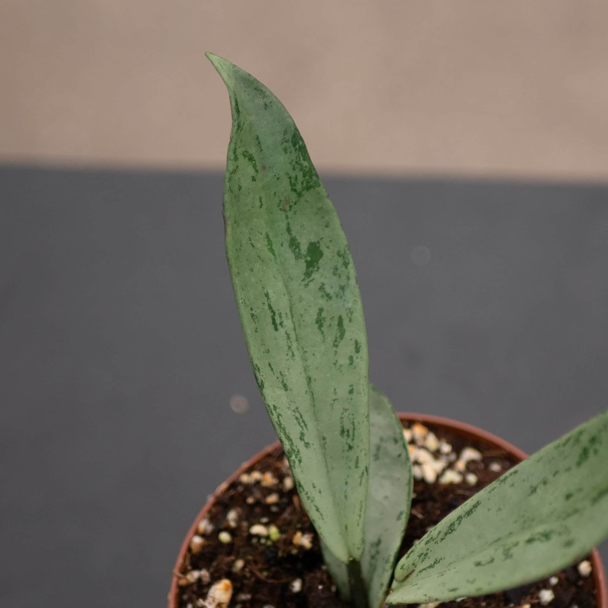 Hoya pubicalyx 'Pink Silver Ghost' - Gabriella Plants