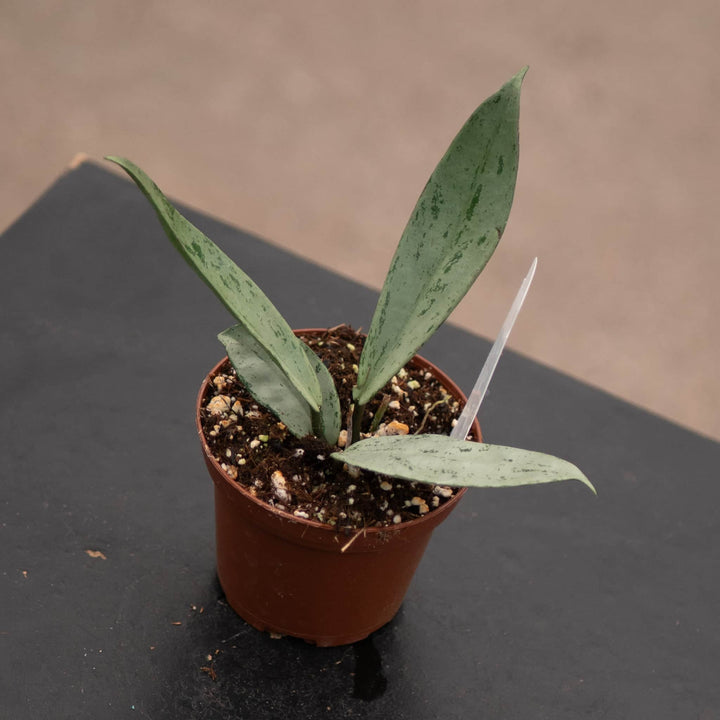 Gabriella Plants Hoya 3" Hoya pubicalyx 'Pink Silver Ghost'