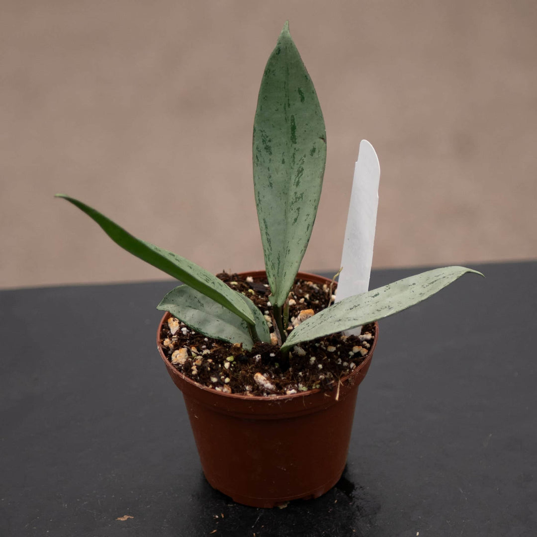 Gabriella Plants Hoya 3" Hoya pubicalyx 'Pink Silver Ghost'