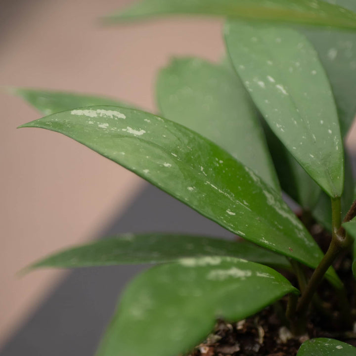 Gabriella Plants Hoya Hoya pubicalyx 'Splash'