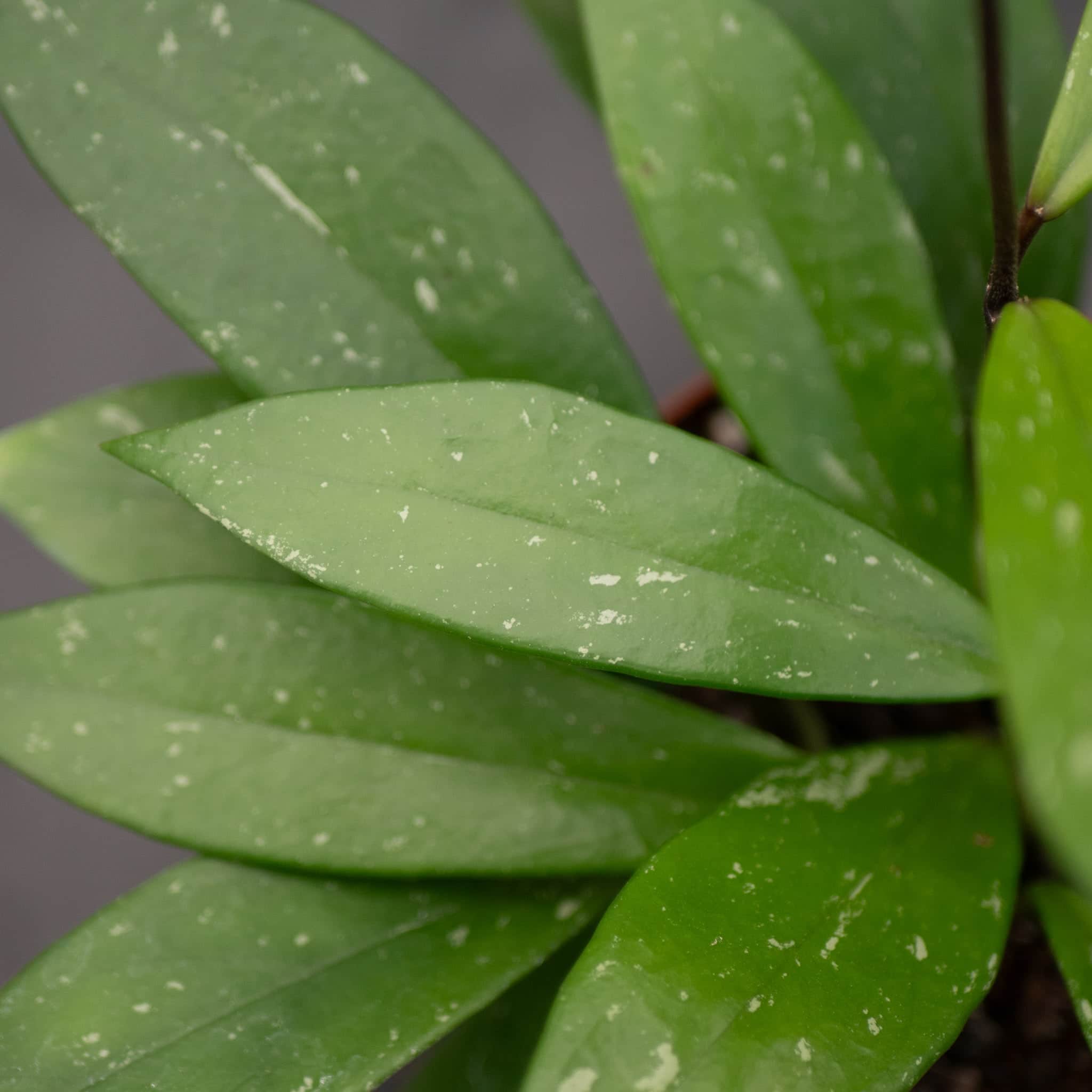 Gabriella Plants Hoya pubicalyx