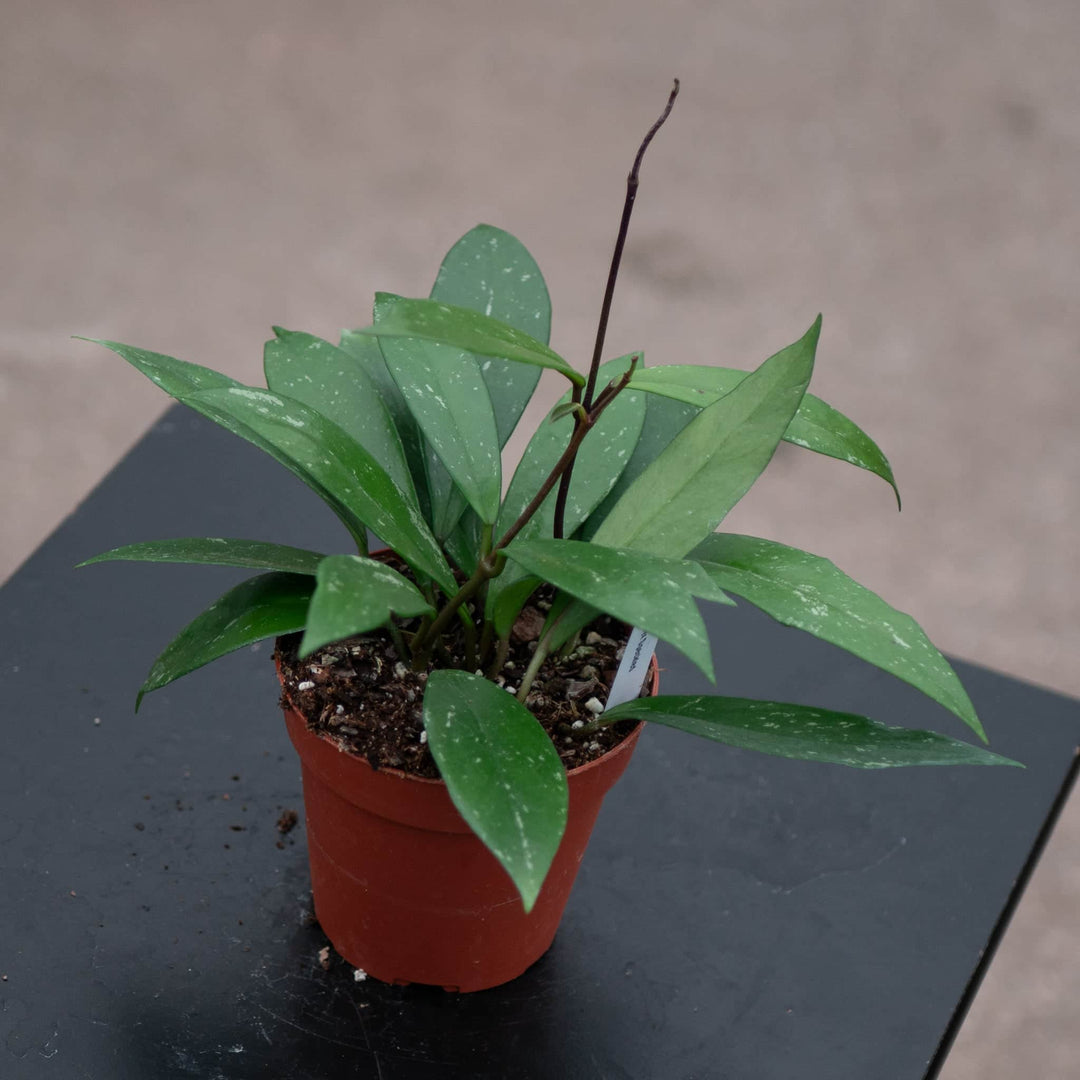 Gabriella Plants Hoya Hoya pubicalyx 'Splash'